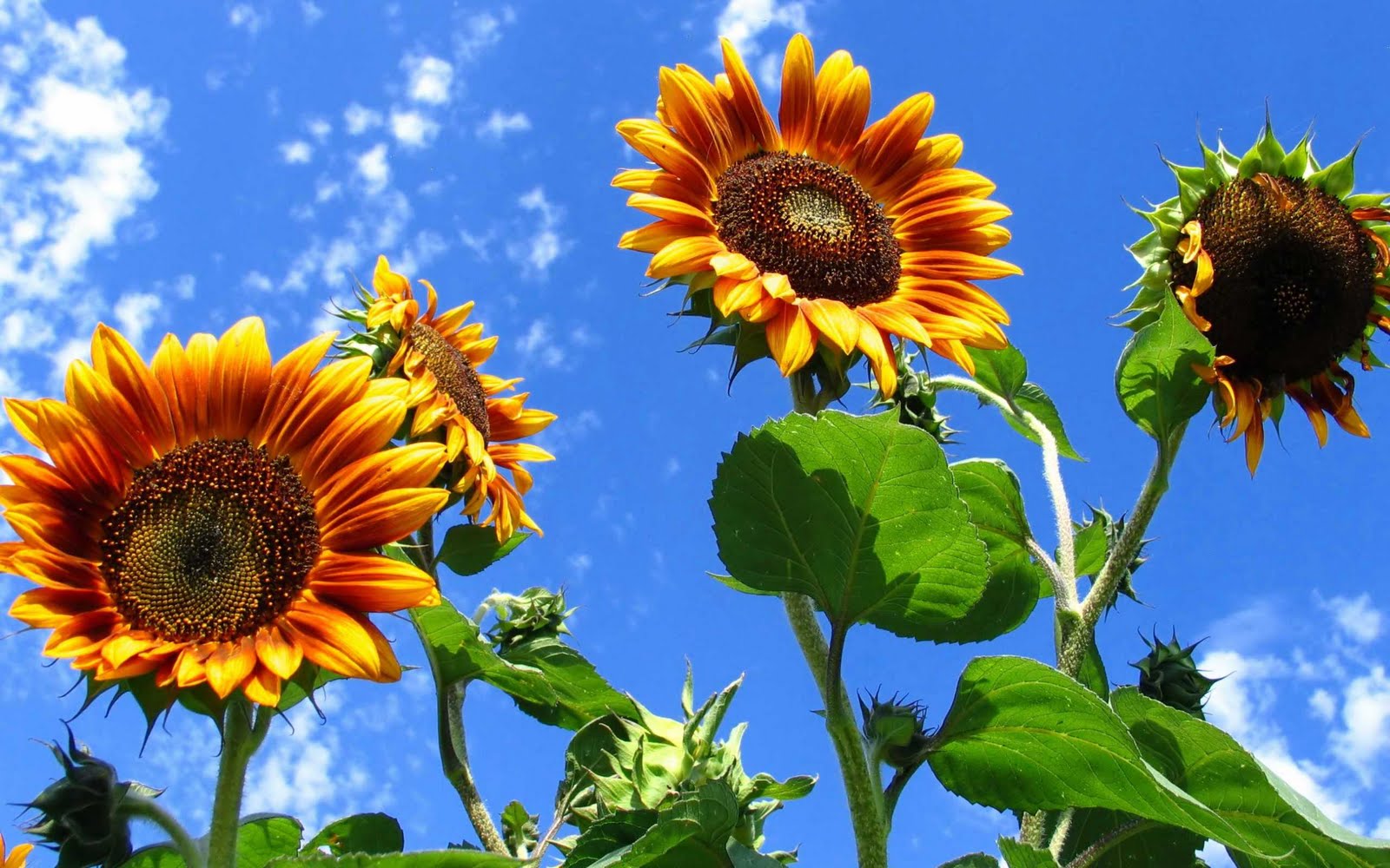 Sunflower field